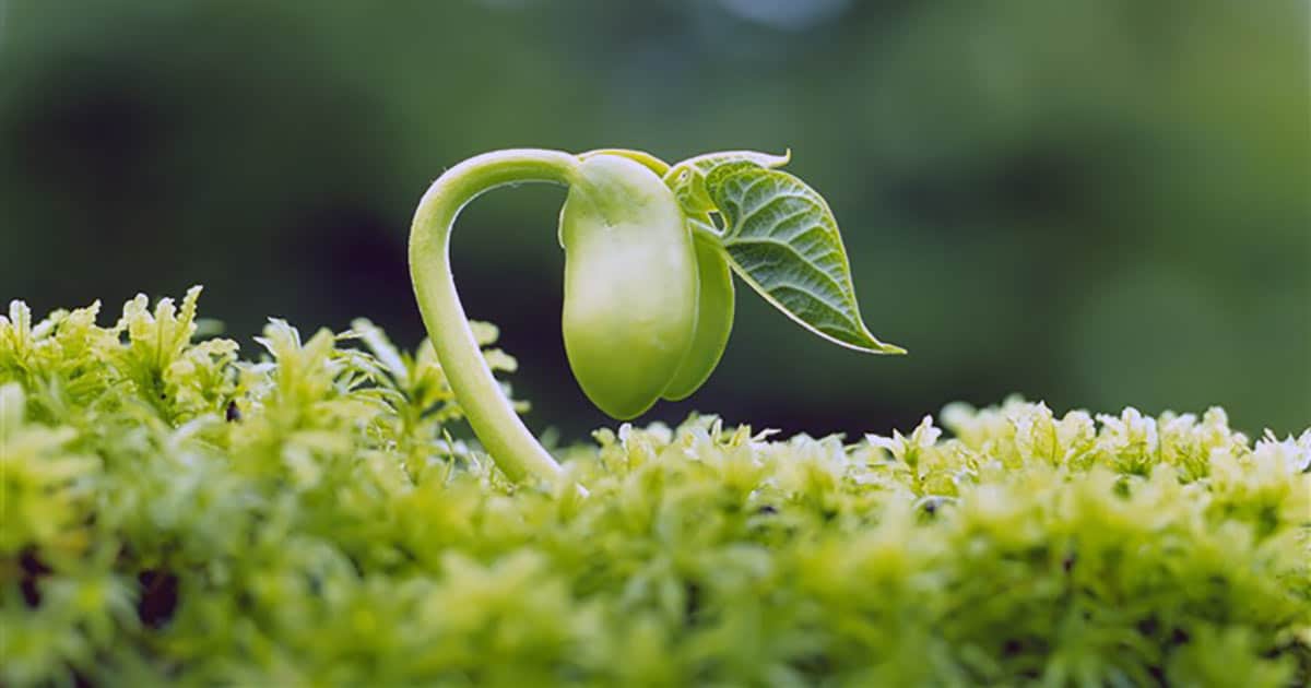 New plant emerging through moss