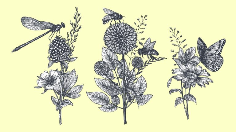 Pen-and-ink drawings of flowers, bees, a dragonfly and a butterfly on a pale yellow background